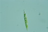 Euglena acus