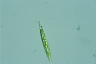 Euglena acus