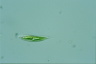 Euglena tripteris