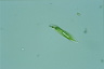 Euglena tripteris