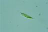 Euglena tripteris