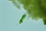 Euglena tripteris