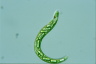 Euglena deses