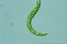 Euglena deses