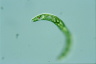 Euglena deses