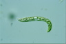 Euglena deses