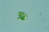 Euglena deses