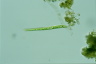 Euglena deses