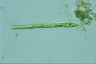 Euglena deses