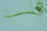 Euglena deses