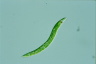 Euglena deses