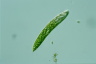 Euglena deses