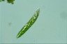 Euglena deses