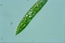 Euglena deses