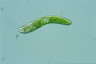 Euglena obtusa