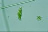 Euglena caudata