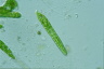 Euglena deses