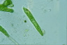 Euglena deses