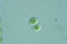 Gloeocystis