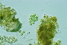 Apiocystis