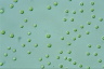 Tetraspora