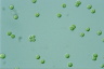 Tetraspora