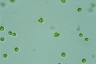 Tetraspora