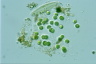 Sphaerocystis