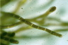 Trentepohlia aurea