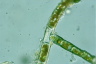 Trentepohlia aurea