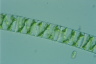 Spirogyra