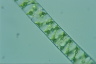 Spirogyra