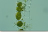 Spirogyra