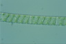 Spirogyra