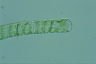 Spirogyra