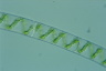 Spirogyra