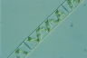 Spirogyra