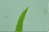 Closterium ehrenbergii