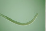 Spirostomum ambiguum