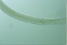 Spirostomum ambiguum