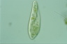 Paramecium