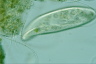 Paramecium