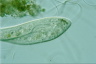 Paramecium