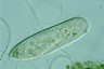 Paramecium