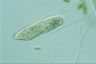 Paramecium