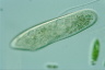 Paramecium