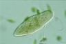 Paramecium