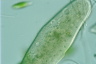 Paramecium