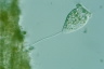 Vorticella