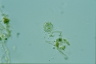 Choanocystis